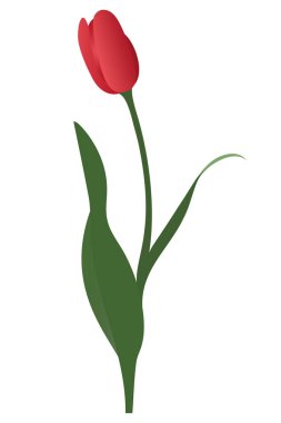 Lale. Kırmızı tomurcuk. Ateş çiçeği. Vektör çizimi. İzole edilmiş arka plan. Zambak ailesinden bir çiçek bitkisi. Tutku sembolü. Düz stil. Web tasarımı, davetiyeler, kartpostallar için fikir.