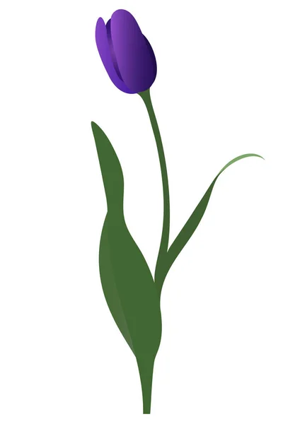 Тюлип Лиловый Бутон Нежный Цветок Векторная Иллюстрация Изолированное Прошлое Цветущее — стоковый вектор