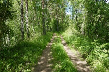 Ormanda bir yol, geniş bir yol. Ormanda güneşli bir yaz günü