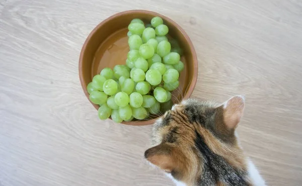 绿色的葡萄在一个褐色的碗里 一只猫嗅葡萄 — 图库照片