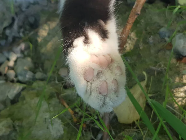 Pata Gato Suave Cojín Del Pie Gato —  Fotos de Stock