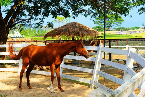 Handsome Brown Horse Standing White Stable Animal Farm — Stock Photo, Image