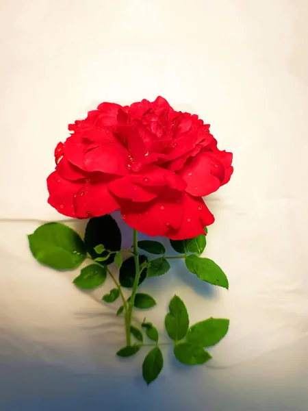 Świeża Czerwona Róża Zielonymi Paskami Białym Tle — Zdjęcie stockowe