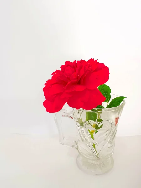 Свежая Красная Роза Зелеными Полосками Прозрачном Стекле Рисунком Форме Сердца — стоковое фото