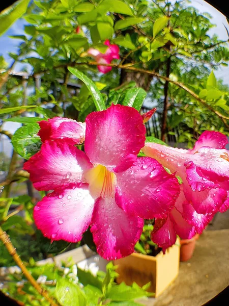 Vicino Fiori Rosa Gialli Impregnati Gocce Pioggia Sfondo Sfocato Giardino — Foto Stock