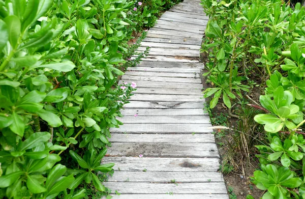 Houten Brug Loopbrug Tuin Met Groene Bladeren — Stockfoto