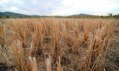 Tarla pirinç sıraları biçilmiş sakal hasat ediliyor