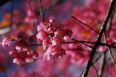 Güzel pembe sakura çiçeği. Tayland
