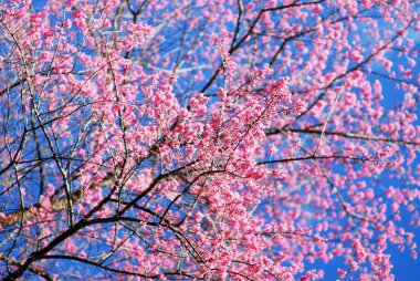 Güzel pembe sakura çiçeği. Tayland