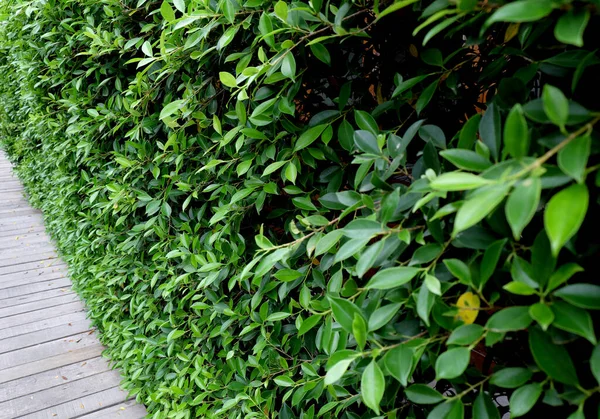 Деревянный Мост Саду Зелеными Листьями — стоковое фото