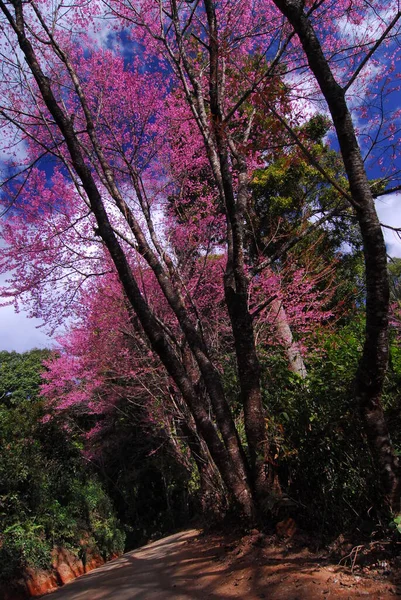 Nádherný Růžový Sakura Květ Thajsko — Stock fotografie