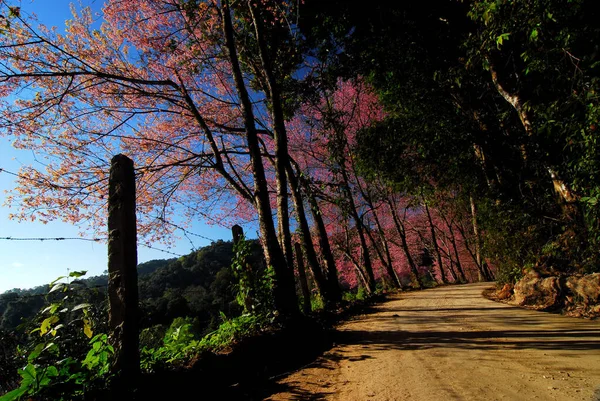 Bellissimo Fiore Sakura Rosa Tailandia — Foto Stock