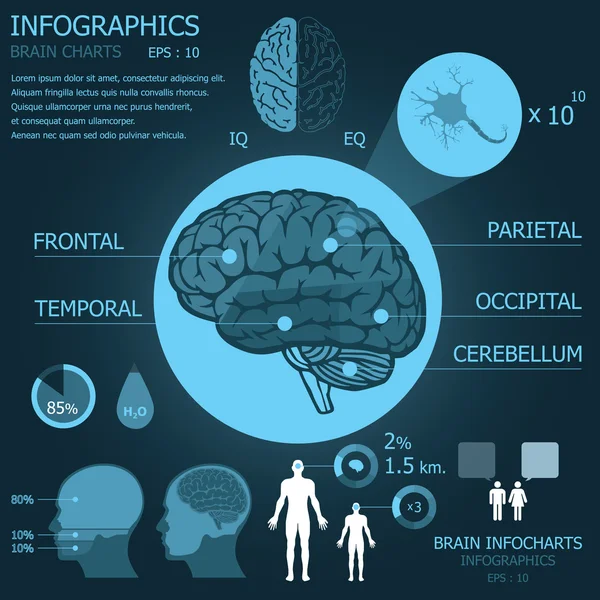 Beyin infocharts Infographic — Stok Vektör