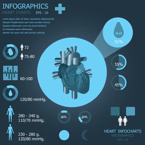 Heart Infocharts Infographic — Stock Vector