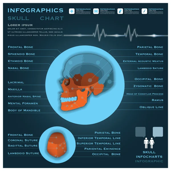 Schedel infographic infocharts gezondheid en geneeskunde — Stockvector