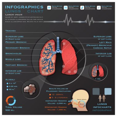 Akciğer ve solunum sistemi tıbbi Infographic infochart