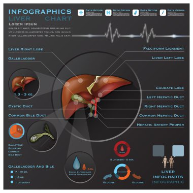 karaciğer ve safra kesesi tıbbi Infographic infochart
