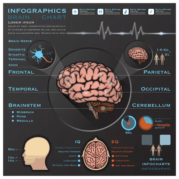 Infochart infografica medica del cervello e del sistema nervoso — Vettoriale Stock