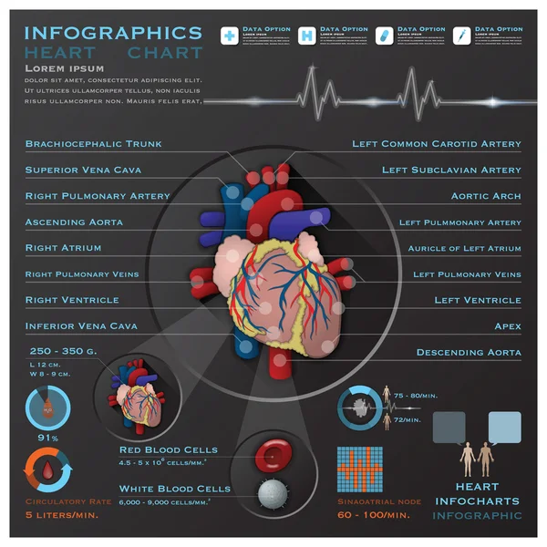 Cuore e sistema sanguigno Infochart infografica medica — Vettoriale Stock