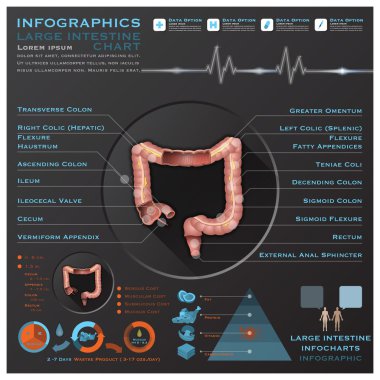 kalın bağırsak ve anatomi boşaltım sistemi tıbbi Infographic