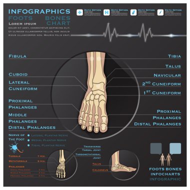 Foot Bone Skelatal System Infographic Infocharts Health And Medi clipart