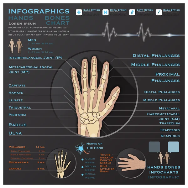 Hand skelatal system infographic infocharts benhälsa och medi — Stock vektor
