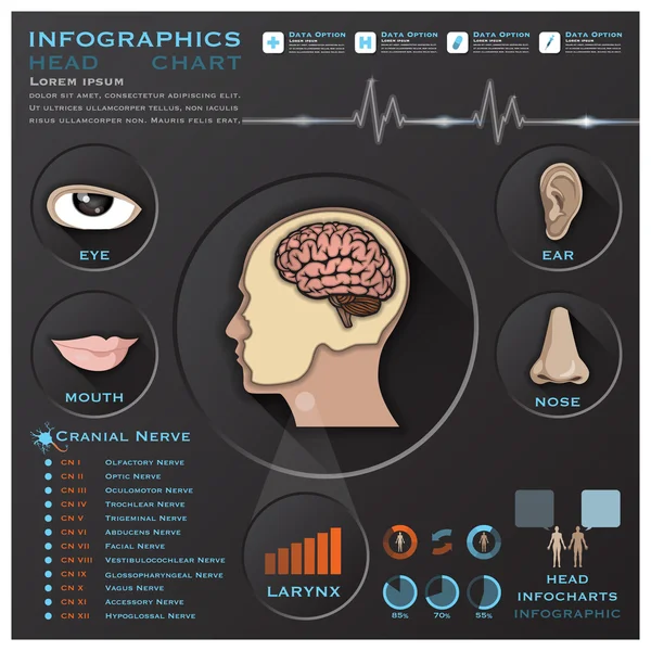 Infografía médica de la cabeza y del sistema de otorrinolaringología — Archivo Imágenes Vectoriales