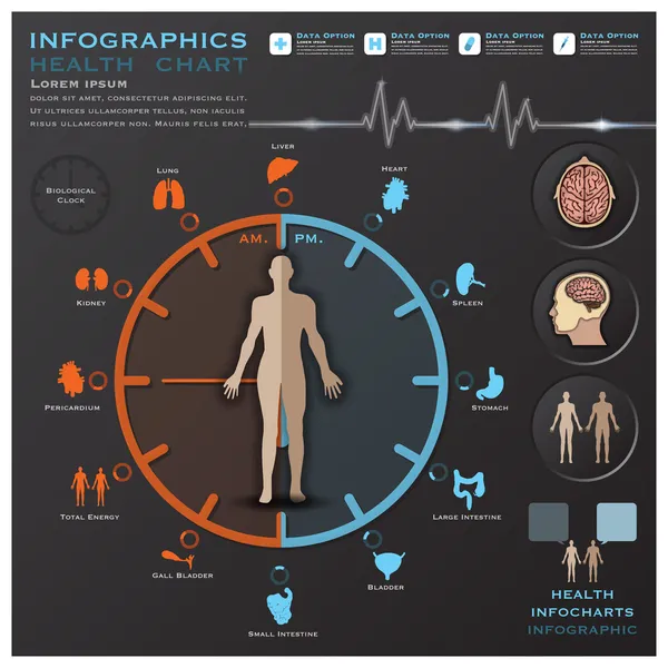 Horloge biologique Santé et Infographies médicales Infographies — Image vectorielle