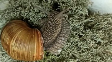 Bir salyangoz yeşil yosun üzerinde sürünür ve bıyıklarıyla antenini oynatır.