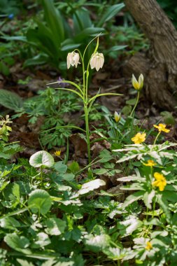 Güneşli bir günde bahçede güzel renkli bahar çiçekleri