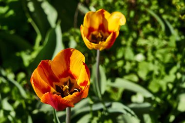 Bahçede güneşli havalarda açan güzel bahar laleleri