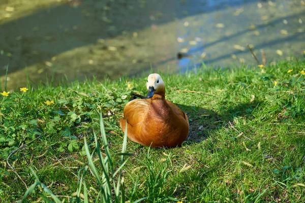 a red duck rests on a green lawn on the lake shore on a sunny day portrait
