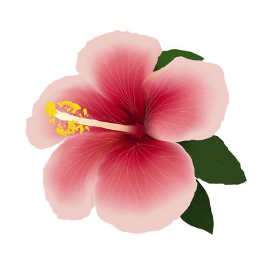 Hibiscus çiçek... düzenlenebilir vektör çizim..