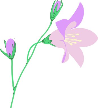 Lilac bell flower with green leaves and bctons. wild flower on a white background. Vector illustration