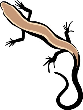 a black lizard with a brown back and black tail on a white background. vector drawing, tattoo sketch.Vector illustration