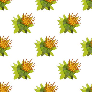 Kusursuz desen. Safra çiçeği tomurcuğu, Carthamus tinctorius, bir petrol bitkisi. Beyaz arkaplanda renk çizimi. El çizimi botanik vektör çizimi. Paket kağıdı ve kumaşı için tasarım.