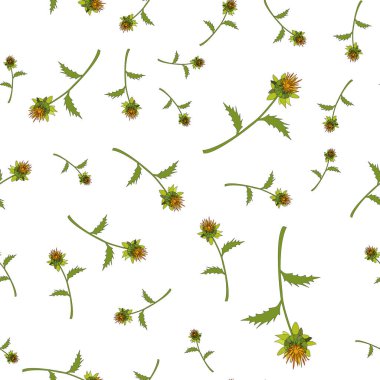 Kusursuz desen. Safra çiçeği, Carthamus tinctorius, bir petrol bitkisi. Beyaz arkaplanda renk çizimi. El çizimi botanik vektör çizimi. Paket kağıdı ve kumaşı için tasarım.