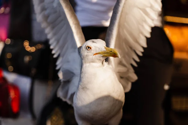 White Seagul Bird Big Winspread Close — Stock Photo, Image