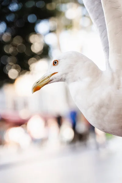 Pássaro Branco Seagul Com Grande Winspread Close — Fotografia de Stock