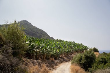 Muz tarlasında organik muz yetiştirme