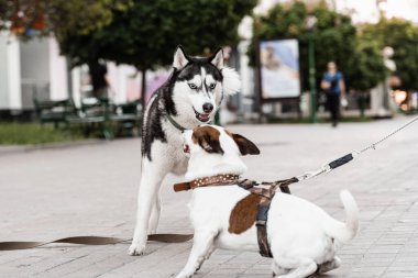 İki sevimli köpek tanışıyor, kokluyor ve birbirleriyle oynuyorlar. Sibirya Husky 'si ve Russell Terrier' ı sokakta oynuyorlar. Komik yavru köpekler.