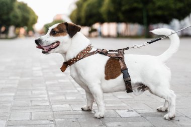 Jack Russell Terrier mestizo köpek yavrusu sokak fotoğrafında. Köpeklerin aktif yaşam tarzı