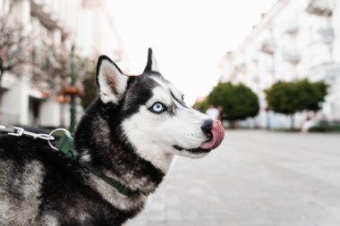 Neşeli ve sevimli Sibirya Husky köpek yavrusu yakın plan portresi. Husky sokakta oynuyor. Köpekler aktif yaşam biçimi