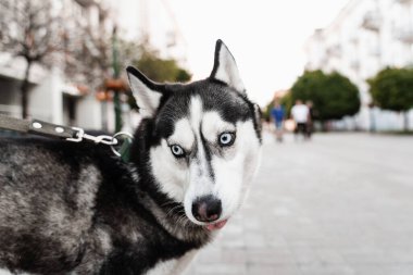 Neşeli ve sevimli Sibirya Husky köpek yavrusu yakın plan portresi. Husky sokakta oynuyor. Köpekler aktif yaşam biçimi