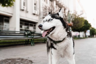 Neşeli ve sevimli Sibirya Husky köpek yavrusu yakın plan portresi. Husky sokakta oynuyor. Köpekler aktif yaşam biçimi