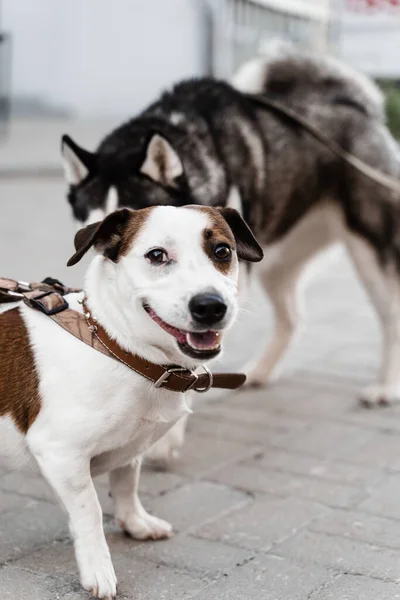 마리의 귀여운 만나서 냄새를 놉니다 Siberian Husky Ack Russell Terrier — 스톡 사진