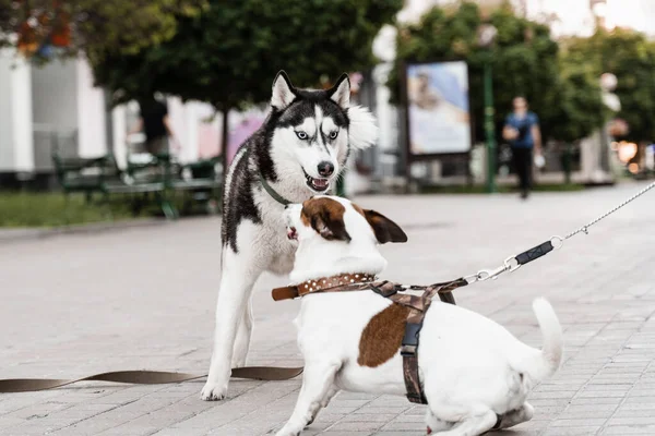 2 adorable dogs meet, sniff and playing with each other. Siberian husky and ack Russell terrier play on the street. Funny puppy dogs