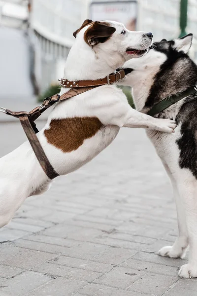 2 adorable dogs meet, sniff and playing with each other. Siberian husky and ack Russell terrier play on the street. Funny puppy dogs