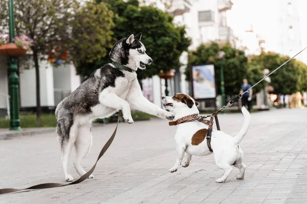 Adorables Chiens Rencontrent Reniflent Jouent Ensemble Husky Sibérien Ack Russell — Photo