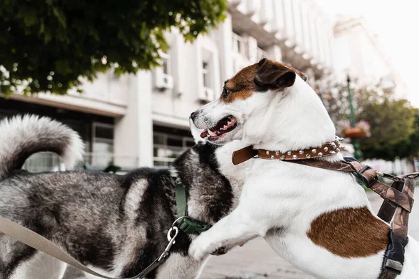 Adorables Chiens Rencontrent Reniflent Jouent Ensemble Husky Sibérien Jack Russell — Photo